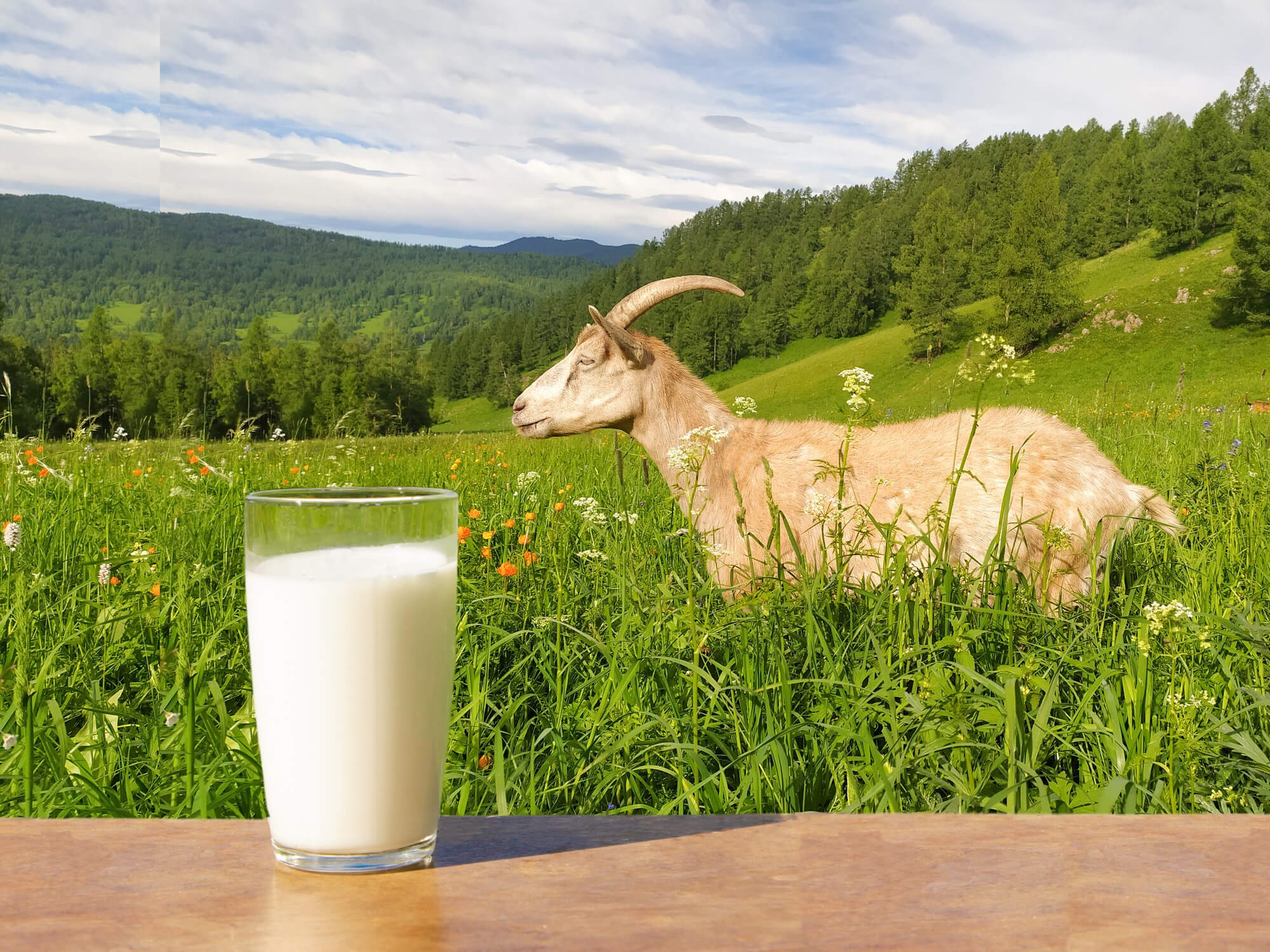 alternatives to cow's milk