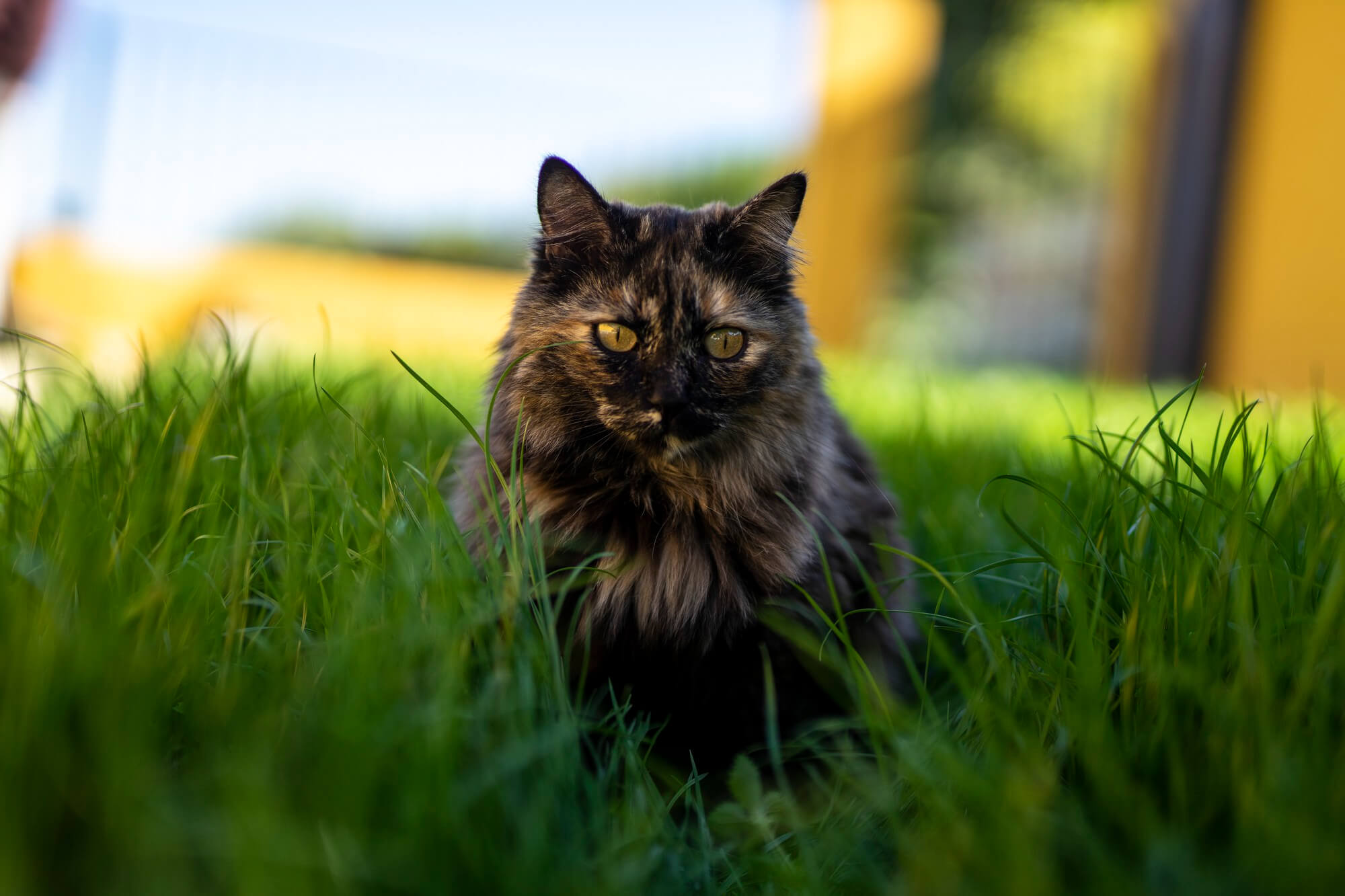 Cat breeds that cause allergies