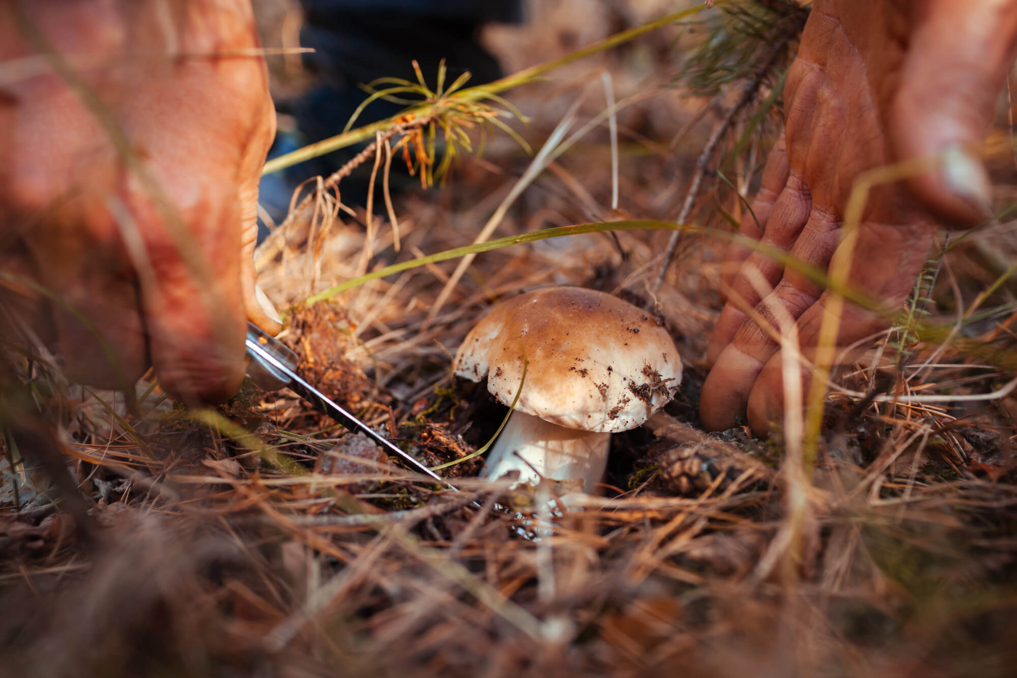 causes of mushroom allergy