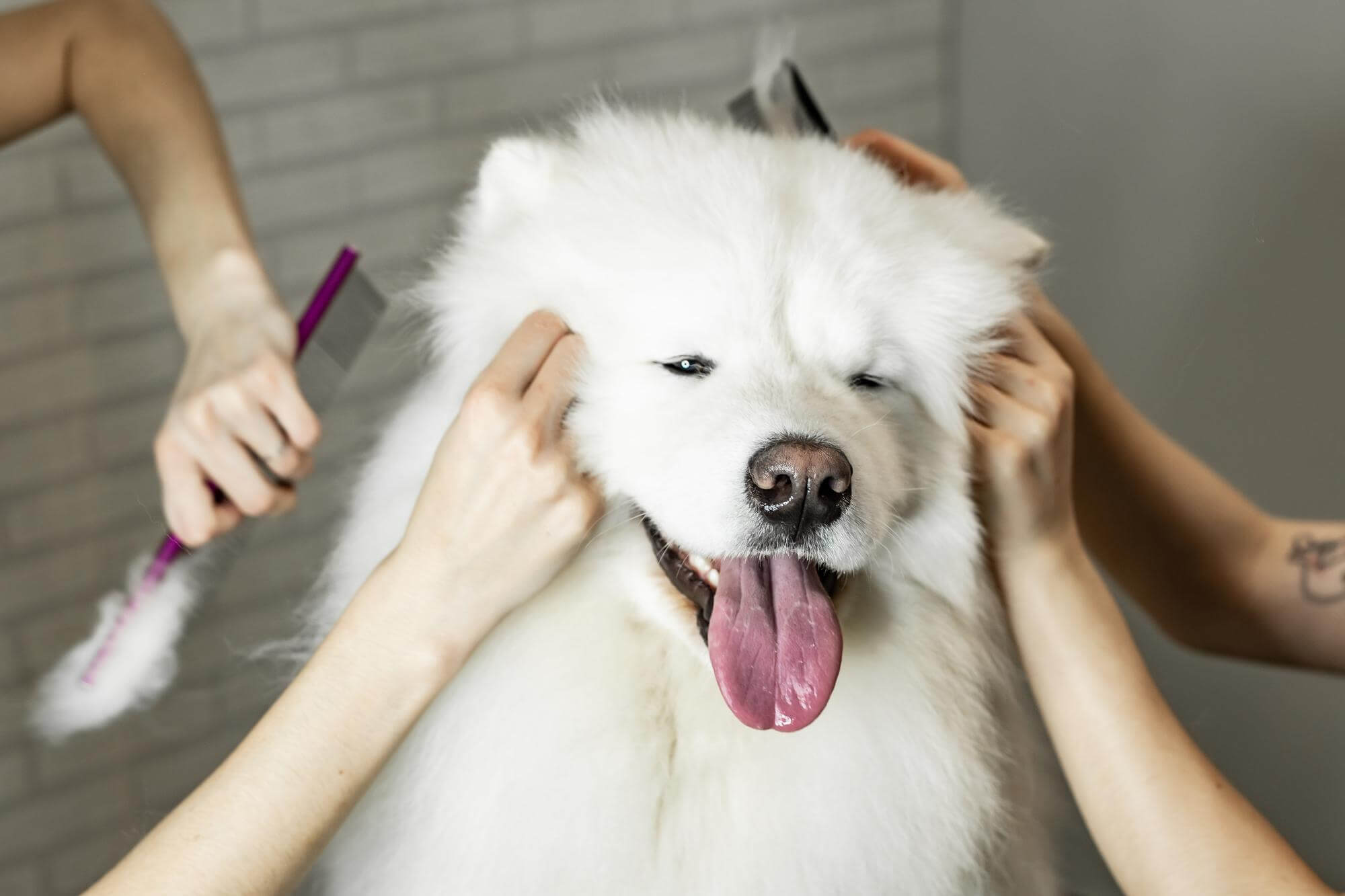 How to care for an allergy-free dog