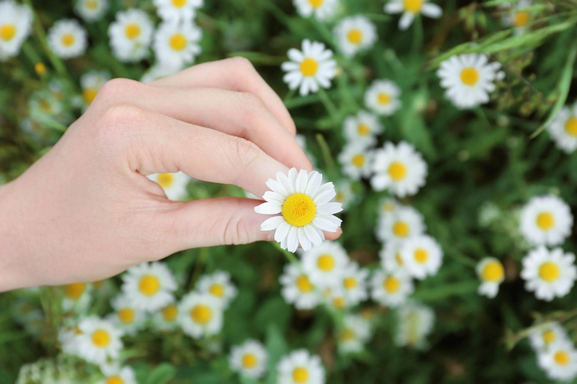 Chamomile for eczema