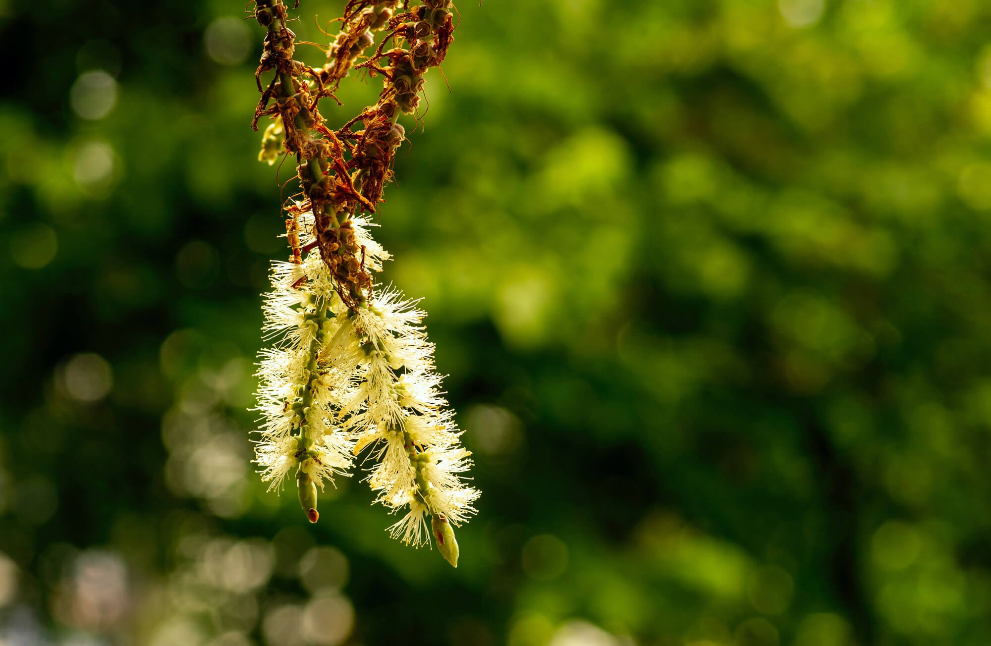 pollinosis drops