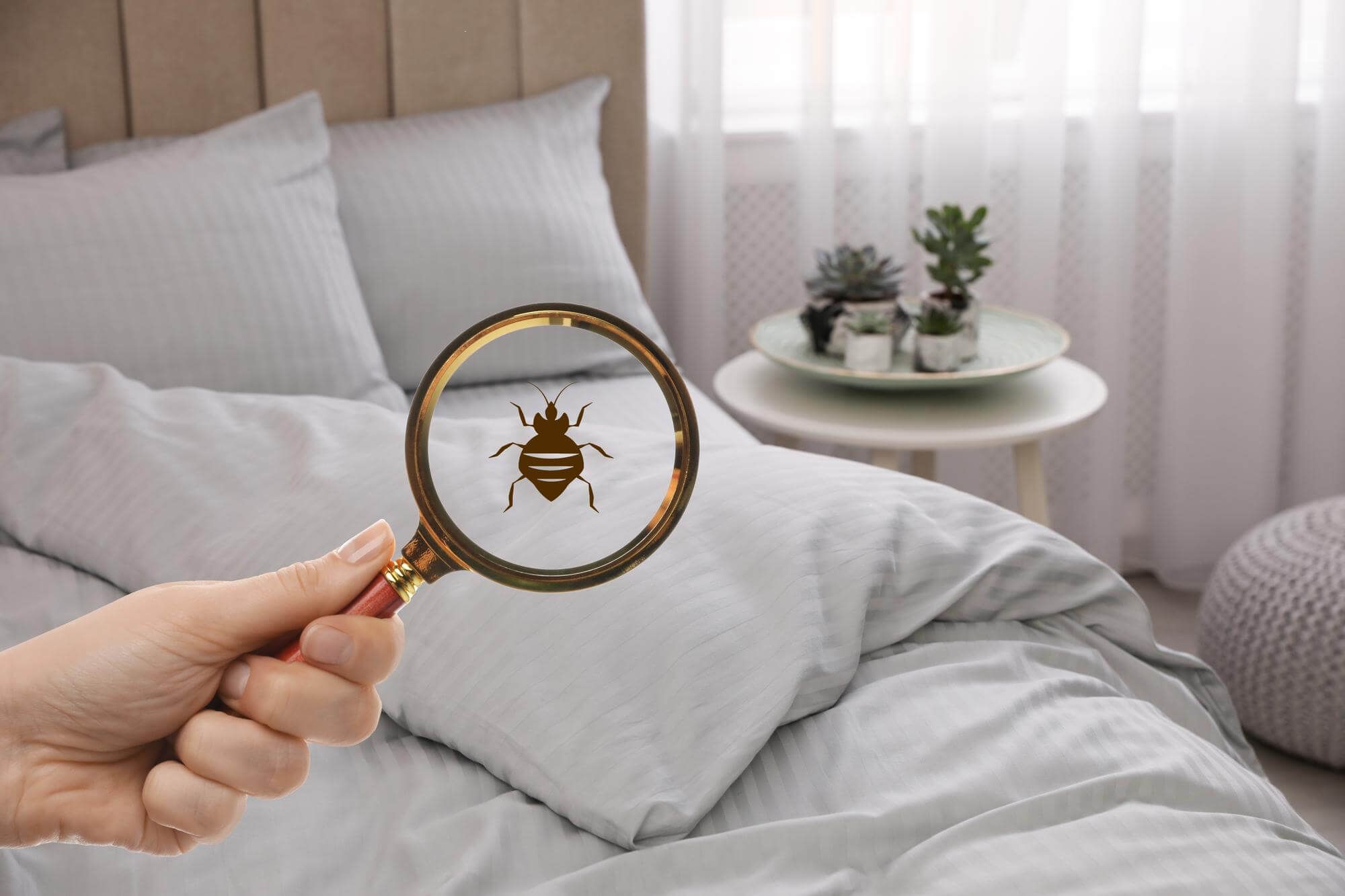 bedbug allergy