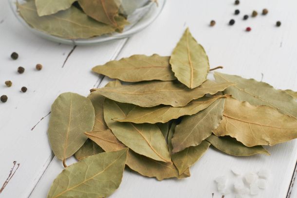 bay leaf for allergies