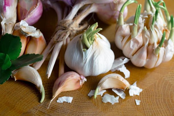 allergy to garlic