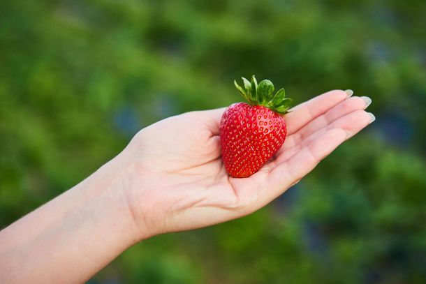 strawberry allergy