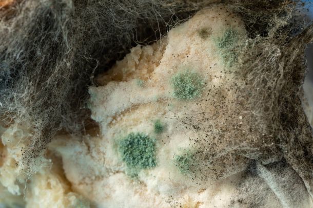 mold allergy