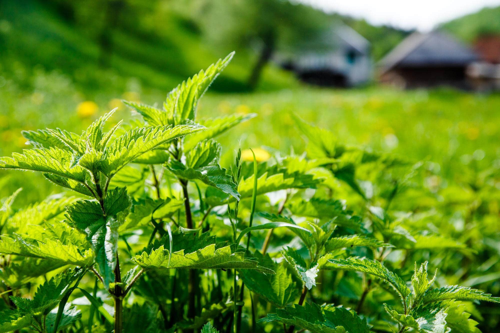 allergy nettle